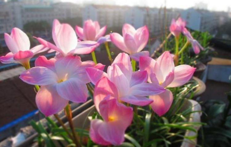 五色梅五色梅|家里就养4种花，沾土就活，开花多、花期长，懒人新手都能养好！