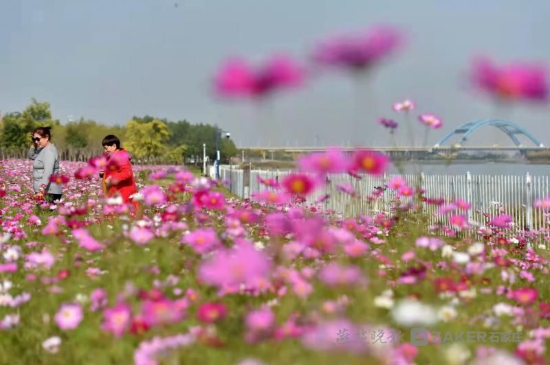 锦簇|白云绿水、鲜花锦簇......滹沱河畔赏秋景