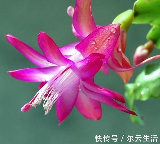 养花|张大爷养蟹爪兰只要一个鸡蛋,一个小技巧,枝头冒出无数花苞