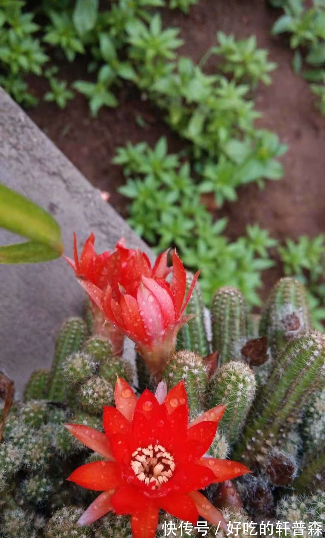 “毛毛虫”仙人指,随便养养就可以爆盆,花色艳丽,煞是好看