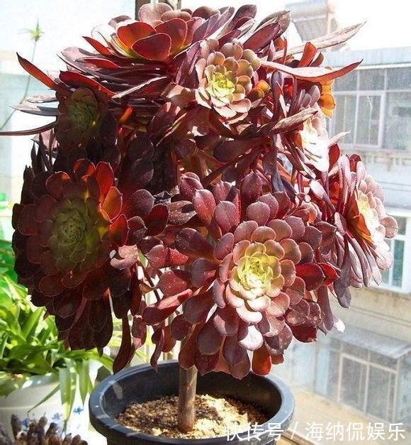 花盆|黑法师直接砍一刀，窜出满盆新芽，花盆容不下，养出大老桩！