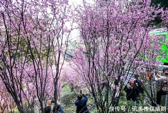 推荐个往浮图关花海的线路攻略，美人梅已凋谢要看这美景得等明年