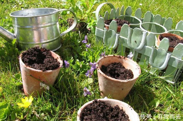 春天|春天给花换盆,“6个坑”不能踩,别心存侥幸,否则换一盆死一盆