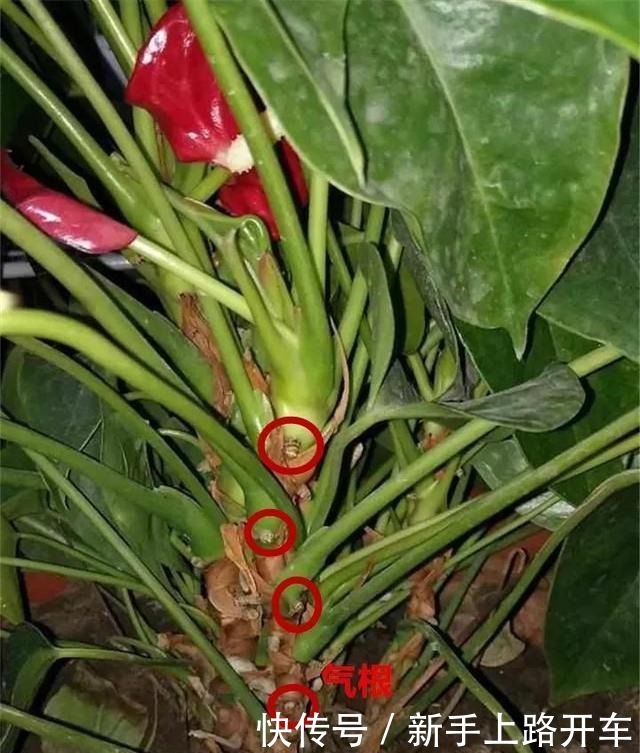 8种花换盆,换好了生一堆,换错立马死!8种花换盆,换好了生一堆,换错立马死!