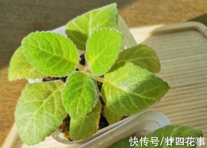 加湿器|冬天再干燥，5种花也别乱喷水，容易黄叶、长黑斑，还掉花