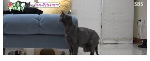 李尚敏|李尚敏向蹭住崔振赫家中，并极力撮合自己的猫和崔振赫的狗！