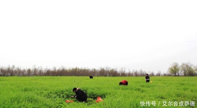 腊肉|长在水边的“艾草”,采一把回家配炒腊肉,美味又营养