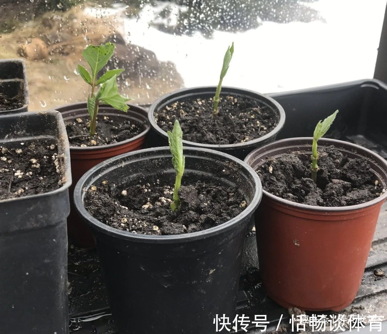 种大丽花的准备工作，温带和亚热带地区盆栽养护攻略