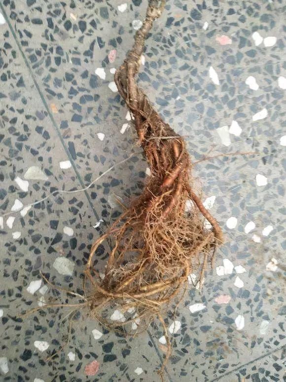 眼睛|山里的1棵老树桩,挖出来种盆里,开花后,眼睛都看直了!