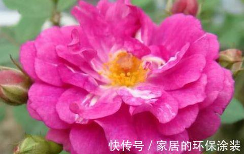 清新|农历7月19号起,最适合养这些花,花朵清新优雅,充满生机