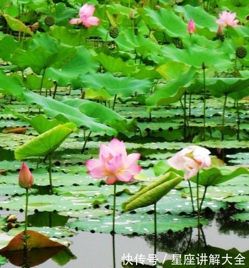 桃花|12月底，4属相开门大吉，喜鹊送大喜，事业棒桃花旺，生活美满