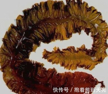 南瓜|可以杀死癌细胞的蔬菜