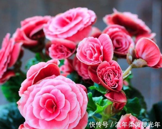 最受欢迎的“4种花”,开花漂亮又好养,四季繁花似锦,姿色艳丽