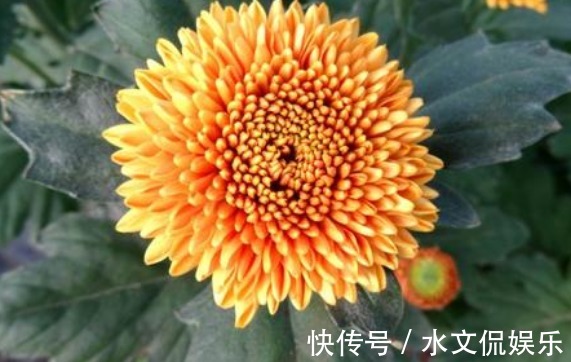 喜欢养菊，不如养一盆“橙乒乓菊”，艳丽活泼，花期长适合盆栽养