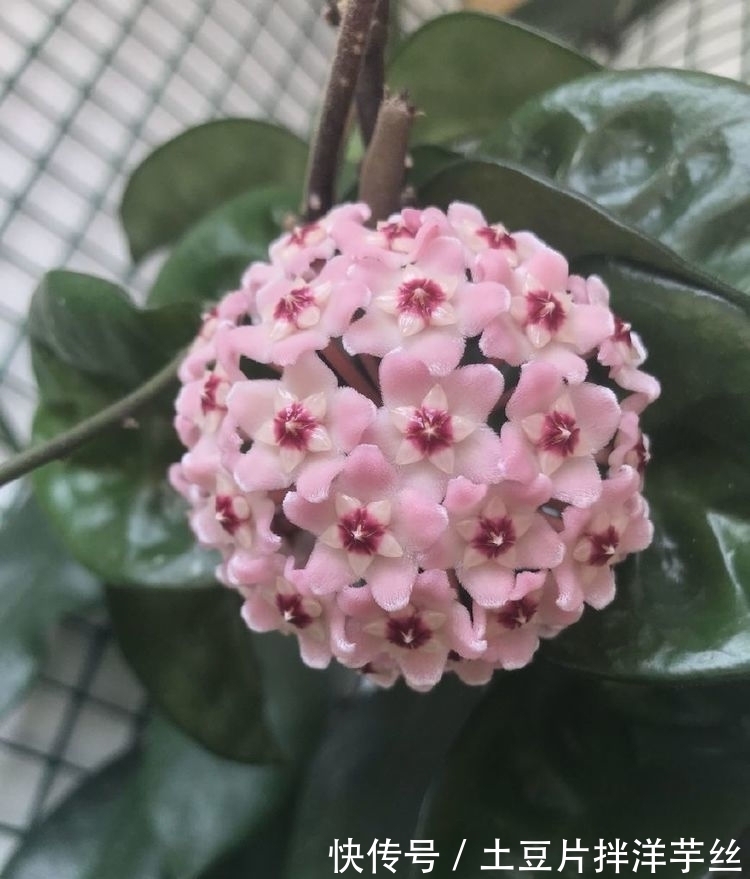 这些植物不怕水,浇水越多越旺,花叶长满盆,花开绚丽多彩