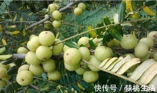 油甘果|“天然止咳药”找到了,常用此果泡水喝,坚持7天,冬天不咳嗽