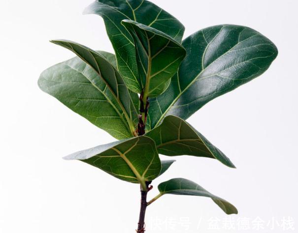 34种常见花草耐冻极限温度,哪些该搬到室内养,一清二楚