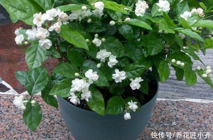 家中常见的这些花，摆放位置很关键，否则花期短，甚至不开花