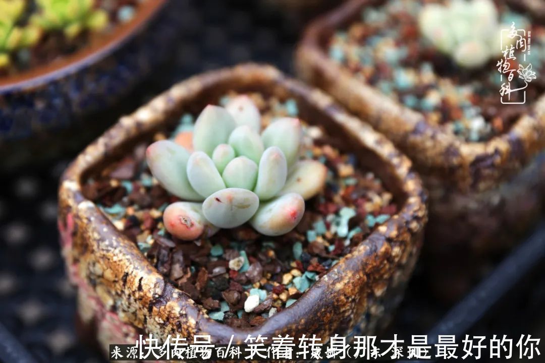 曾经的美肉，谢谢你们都惊艳过时光，谢谢你们都陪过我！