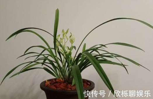 根系|兰花、君子兰最喜欢这种“废物”，配土加一点，大白根挤满盆