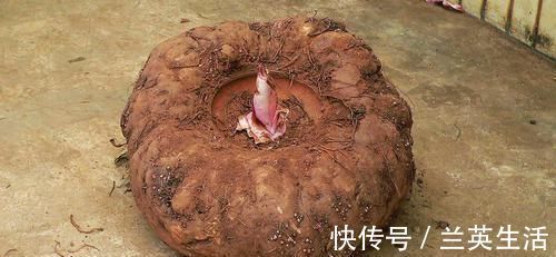 燃脂|减肥期间多吃6种食物,早上准时上厕所,大肚腩悄悄没了!