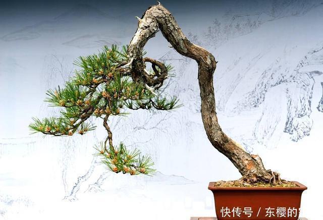 生根|盆景老桩上盆后不发新芽、不生长之我见