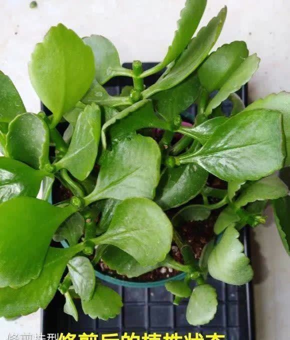 蝴蝶兰开花不是一次性,花后剪一剪,还能继续开花