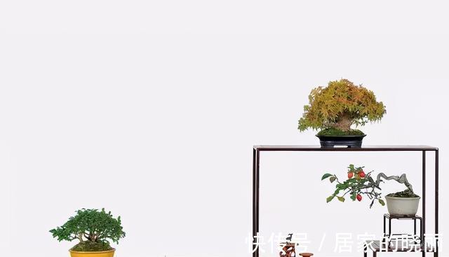 植株|制作微小型盆景,素材的选择是关键,教你如何快速地获取优质素材