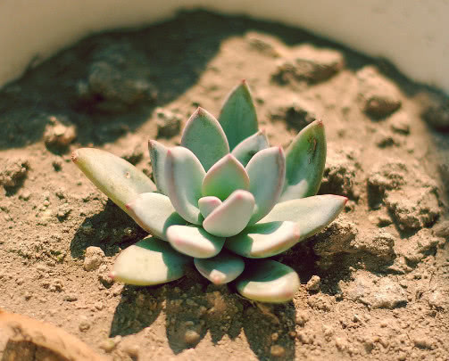 珍珠岩|多肉霜之朝怎么养 教你3个小妙招，养出叶片饱满粉润的霜之朝