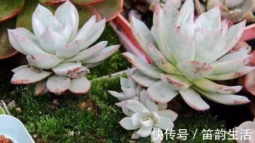 茎干|多肉度夏难，高温天徒长变丑按照4点操作，茎干粗壮叶片肥美