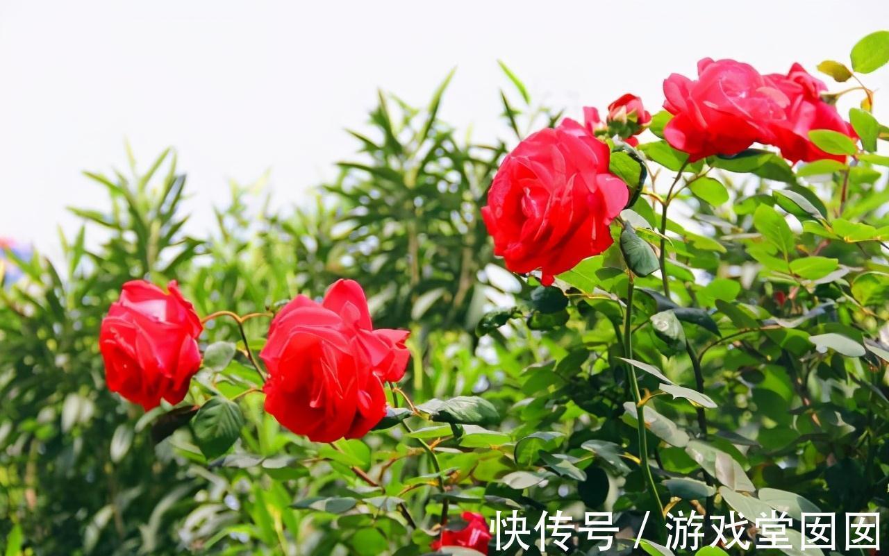 家中养盆花王,开花以后,鲜艳大方,花友来参观,倍有面子