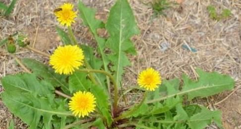 熱毒病|養(yǎng)生多吃幾種野菜，預(yù)防疾病，好處多，大家摘來(lái)吃，是不錯(cuò)的選擇