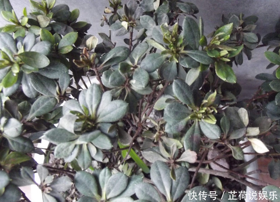 杜鹃花度夏难赶紧换位置,不长斑不招虫,秋天猛开花!
