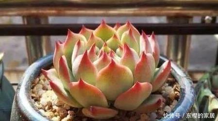 浇大水|多肉不服盆怎么办?教你6个小秘方