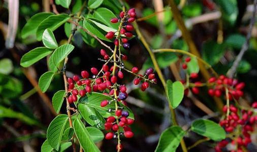 万物生长|它是治疗腰疼的特效药,价值珍贵,在农村却被当柴火烧掉,可惜了