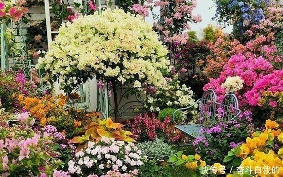 养护|她在院里养了一种花,3年之后美如画,见到的人都说像仙境!