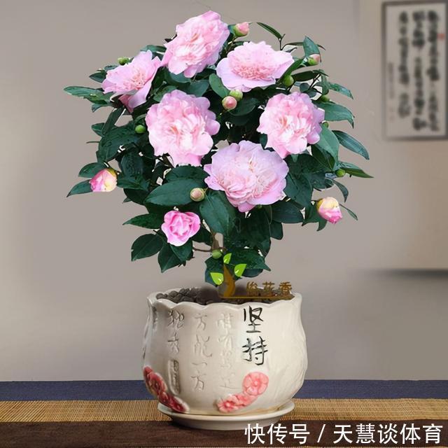 天气冷,六种花要“干养”,少水多晒才健壮,养成老桩更旺家