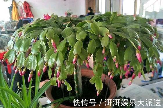 蟹爪兰|蟹爪兰度夏并不难,只需掌握“几要点”,叶片不瘦弱,花期又爆盆