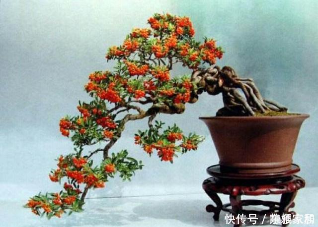 火棘盆景如何采桩?怎样养护才能让它更美