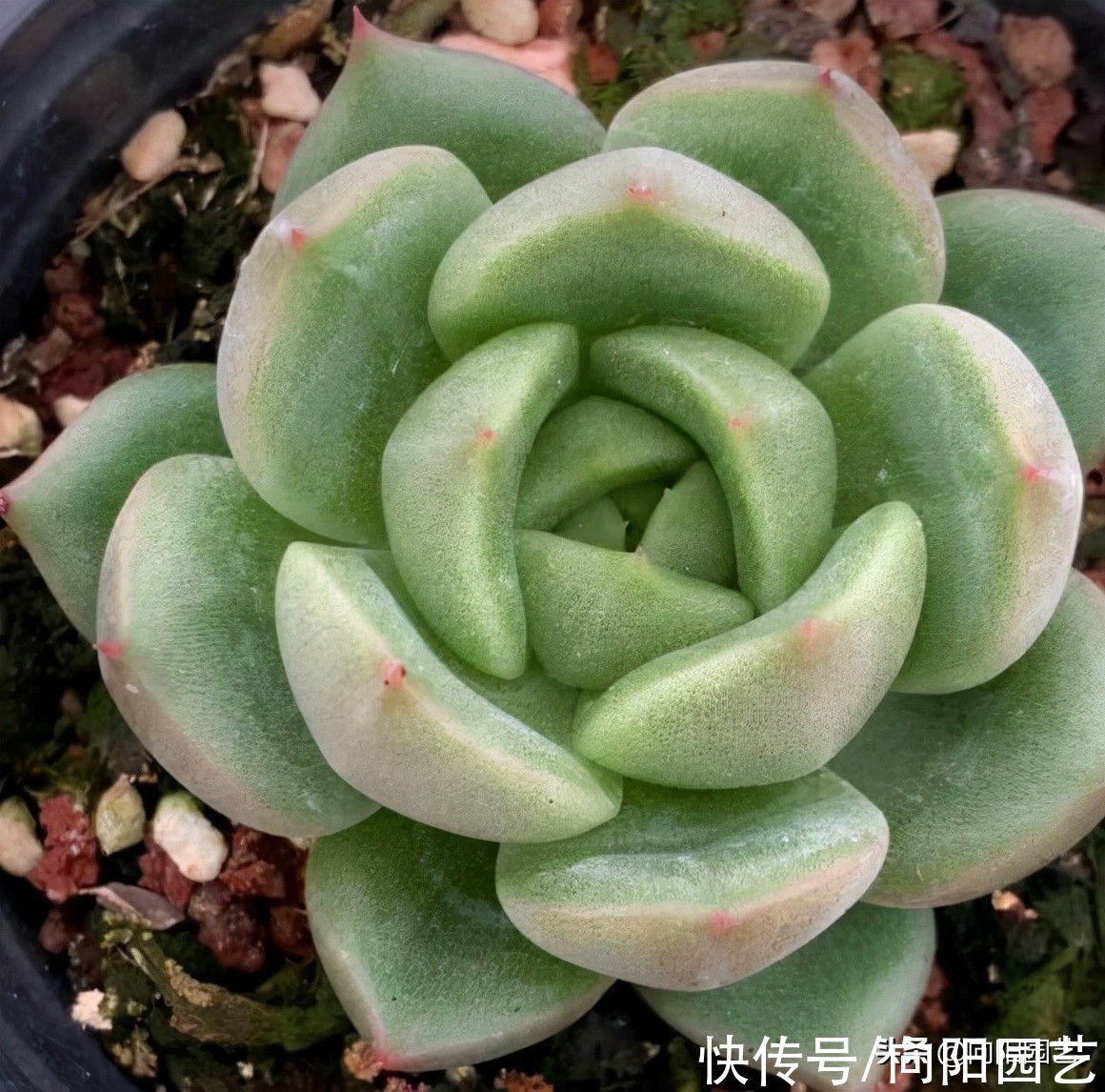 差别|好端端的多肉,到你手里变成绿青菜,环境有差别,多肉会变色