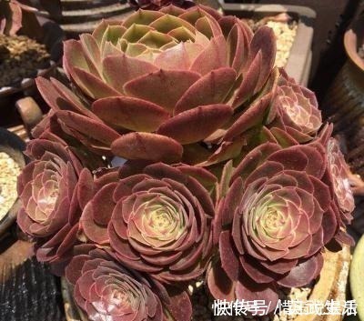 3种多肉植物，号称“爆崽小能手”，上色美长满盆，养成群生老桩