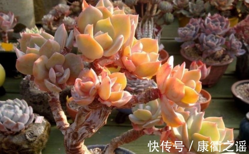 叶片|多肉白凤有个小机关,及时打开长势好,轻松养成悬崖桩