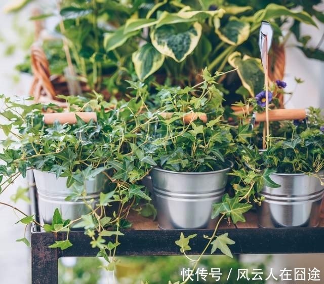 被称为有“医心”的3种花,“养人”又养气,老中医们也爱养