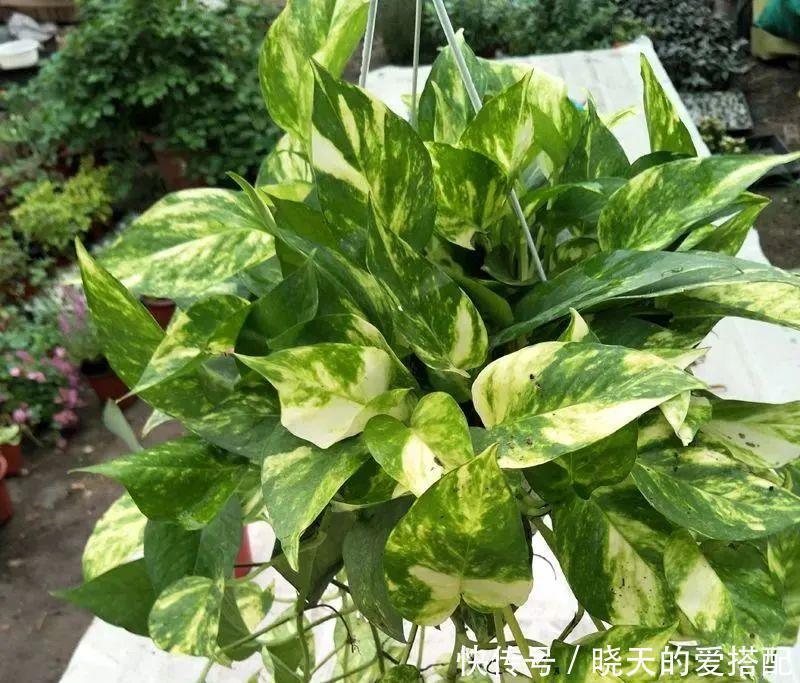 绿萝样式品种原来这么多,来看看你都认识哪一种,有没有惊艳到你