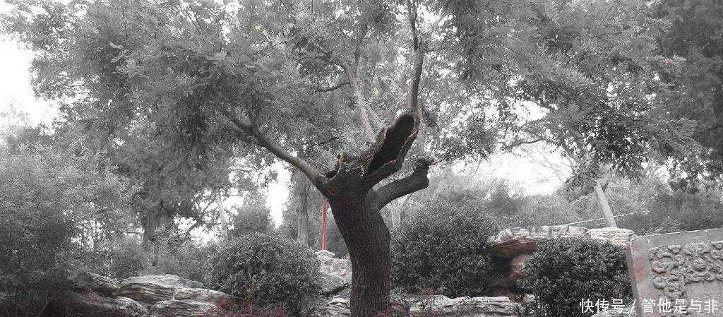 选择歪脖子|历史上帝王自尽会尽量体面一点,为何崇祯却选择煤山的歪脖子树