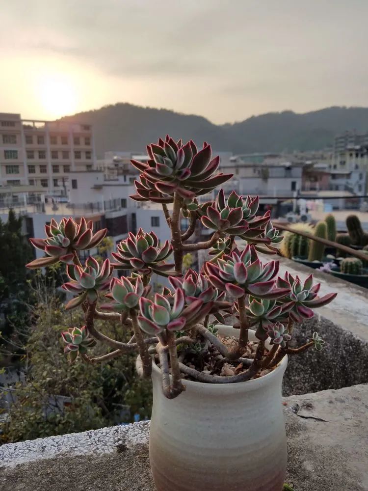 养肉三年,分享养肉经验,谈谈适合逆开挂区的多肉!