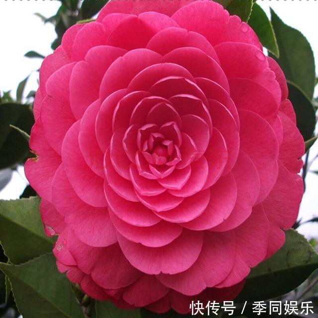 养茶花做好以下7点,叶片油亮、花朵艳丽、轻松开爆盆