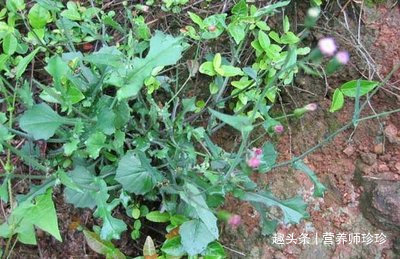 野草|农村常见的“羊蹄草”,没想到价值这么好这些作用我今天才知道