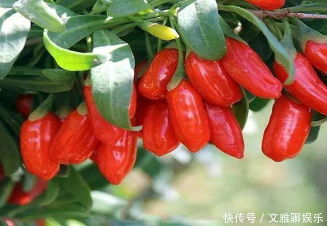 枸杞|李时珍:枸杞与它是“绝配”,悄悄用来泡水,让阳气燥起来