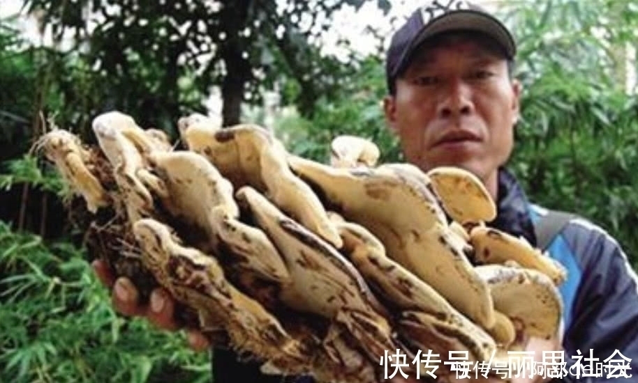 灵芝茶|这种野生真菌生长在枯木上,看到别当柴火烧了,药用价值极高